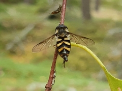 Syrphini