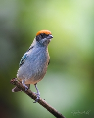 Stilpnia vitriolina