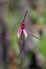 Caladenia fulva