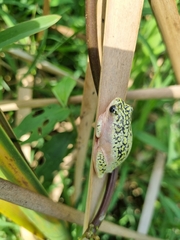 Hyperolius marmoratus marmoratus