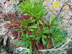 Armeria berlengensis