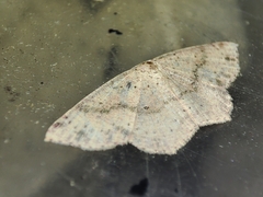 Cyclophora puppillaria