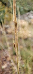 Elymus panormitanus