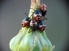 Carpocoris