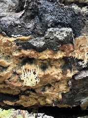 Rigidoporus corticola