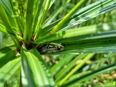 Hyperolius marmoratus marmoratus