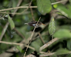 Phaethornis bourcieri
