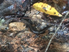 Desmognathus ochrophaeus
