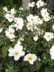 Eriocapitella hupehensis