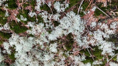 Cladonia portentosa