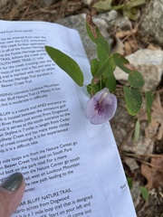 Centrosema virginianum