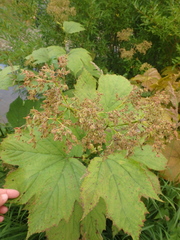 Filipendula camtschatica