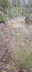 Elymus panormitanus