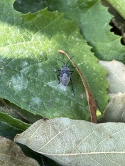 Anasa