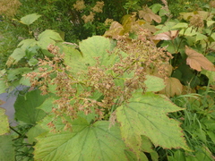 Filipendula camtschatica