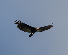 Cathartes melambrotus