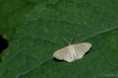 Idaea ptyonopoda