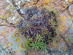 Armeria berlengensis
