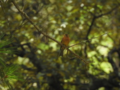 Mitrephanes phaeocercus