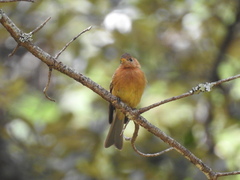 Mitrephanes phaeocercus