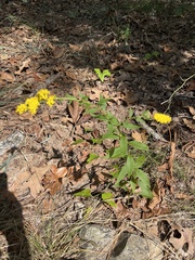 Solidago arguta