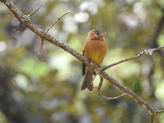 Mitrephanes phaeocercus