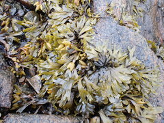 Fucus distichus