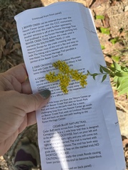Solidago arguta