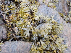 Fucus distichus
