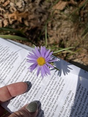 Ionactis linariifolia