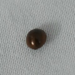 Coccinellidae