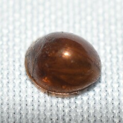 Coccinellidae