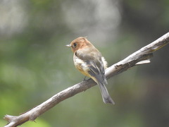 Mitrephanes phaeocercus