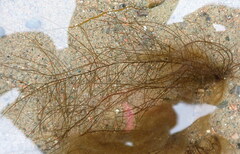 Chordaria flagelliformis