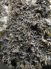 Collema curtisporum