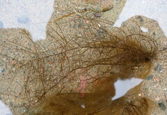 Chordaria flagelliformis