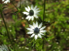Eryngium carlinae