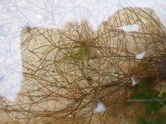 Chordaria flagelliformis