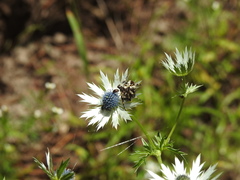 Eryngium carlinae