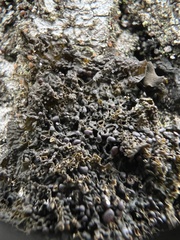 Collema curtisporum