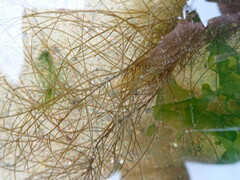 Chordaria flagelliformis