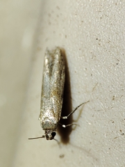 Blastobasis maroccanella