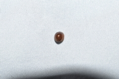 Coccinellidae