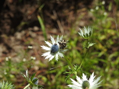 Eryngium carlinae