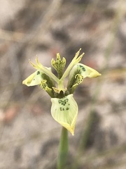Moraea unguiculata