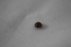 Coccinellidae