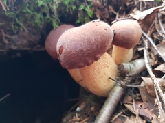 Boletus pinophilus