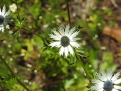 Eryngium carlinae