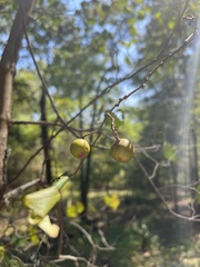 Vaccinium arboreum