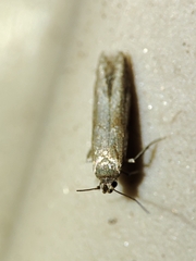 Blastobasis maroccanella